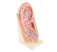 Anneome Modelo de Acupuntura de Oreja 23 Cm Base, Plástico Duradero, Herramienta Educativa para Práctica de Reflexología y Masaje Auricular, Accesorio de Enseñanza para Medicina China,