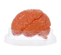Anneome Modelo De Estudio De Ciencias Cerebro Humano Herramienta De Aprendizaje De Biología Anatomía Humana Biología Cerebral Exhibición Cerebral Herramienta De Enseñanza De