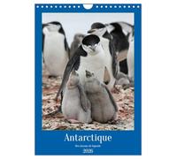 Antarctique des oiseaux de légende (Calendrier mural 2026 DIN A4 horizontal), CALVENDO calendrier mensuel: A la découverte des oiseaux d'Antarctique