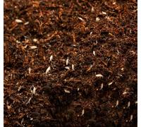 AntHouse - Cultivo de Colémbolo Blanco - Alimento Vivo Nutritivo y Limpiador Natural para Hormigas y Mascotas Exóticas - Ideal para Terrarios y Colonias - Formato 500 CC