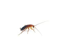 ANTHOUSE.ES - Cucaracha Red Runner Sherfordella Lateralis Talla S - Ración Pequeña 100-125 - Alimento Vivo Nutritivo y Resistente - Bajo en Grasa, Rico en Proteína