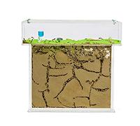 Anthouse.es - Kit Hormiguero Acrílico de Arena en Forma de T - 3D Big - Sándwich y Caja de Forrajeo - Hormiguero con Hormigas Vivas Incluidas (Reina, Obreras, Huevos y Larvas) - Transparente