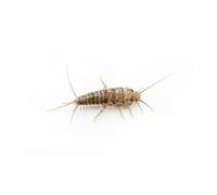 Anthouse - Pececillo de la Plata (Thermobia domestica) 50-60 uds - Alimento Vivo Nutritivo para Hormigas y Reptiles - Insectos Ricos en Proteínas Fácil Cría y Mantenimiento