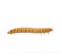 Anthouse Tenebrio Molitor - Ración Pequeña 200 Unidades - Gusanos de Harina Vivos para Hormigas y Mascotas - Alta Proteína Natural - Resistentes, Fáciles de Criar Caza
