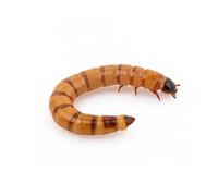 Anthouse - Zophoba Morio Ración Mediana de 100gr - Alimento Vivo Nutritivo para Hormigas y Reptiles Insectívoros - Gusanos de la Harina para Dieta Natural - Alto Contenido en Proteínas y Grasas