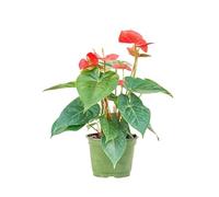 Anthurium Rojo Planta de Interior con Flores Rojas Una Joya en tu Hogar