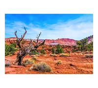 Aoihrraan 1,5x1m Desierto Desolado Telón De Fondo Árido Árbol Estéril Verarbusto Planta Montañas Desierto Cielo Azul Paisaje Natural Fondo Fotografía Viajes Vacaciones Retrato Accesorios Foto Vinilo