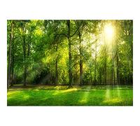 Aoihrraan 3,5x2,5m Primavera Bosque Paisaje Fondo Selva Selva Tropical Verde Árboles Césped Sol Naturaleza Paisaje Fotografía Fondo Boda Brotes Al Aire Libre Picnic Fiesta Decoración Foto Accesorios