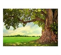 Aoihrraan 3x2,5m Enorme Árbol Telón De Fondo Primavera Parque Prado Campo Viejo Árbol Rural Escenario Campo Fondo Fotografía Pecera Decoración Exterior Picnic Bebé Niños Adultos Retrato Estudio Foto