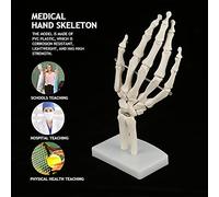 Aolidsive Modelo de Esqueleto de Mano Humana de Tamaño Natural, Herramienta de Estudio Anatómica de PVC para Educación de Anatomía, Diseño Compacto para Escuelas y Formación Sanitaria