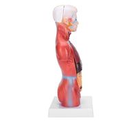 Aolidsive Modelo de Torso Humano de 28 Cm, Material de PVC, órganos Internos Desmontables, Perfecto para Enseñar Anatomía en Escuelas y Hospitales
