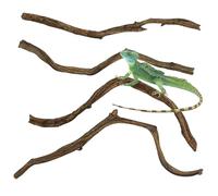 Apatal Ramas de reptiles, decoración para escalar, terrario natural, rama de madera, ramas de bosque natural, palos de árbol de lagarto, hábitat, jaula, accesorios de decoración para dragón barbudo,