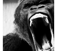 Ape Shifter - Ape Shifter