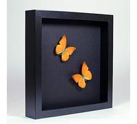 Appias Nero - Albatros de Naranja - Real Mariposas Taxidermia montado bajo Vidrio en Marco de Madera Negro Elegante Hecho a Mano