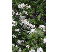APPLE TREE Undated calendar, Minimalist Daily Planner & Journal: Undated Weekly Schedule and Life Organizer Notebook