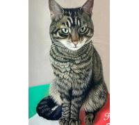 Approx A5 Week Per Page Hard Back 2026 Diary with Tabby Cat Artwork by Sally Sturgess.: With UK Holidays, Pagan Festivals and Moon Phases. Supports a UK artist. Ideal gift for cat lover