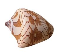 ApuaVireo&Co Conchas Naturales Grandes, perfectas for peceras, decoración de Bodas, Fiestas temáticas de Playa, decoración del hogar, Manualidades DIY(F)