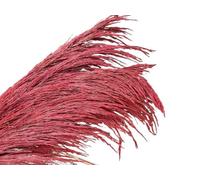 ApuaVireo&Co Hierba de la Pampa Grande, 80-120 cm, Natural, marrón, Floral, Vintage, Flor Seca, Planta Grande for decoración de Sala de Estar.(80-120cm-02,12pcs)