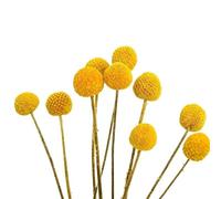 ApuaVireo&Co Ramo Grande de Hierba de la Pampa Seca, decoración de Mesa, Colas de Conejo, pompas de Flores secas for Bodas, Fiestas en casa, decoración de Flores Falsas al Aire Libre(10pcs)