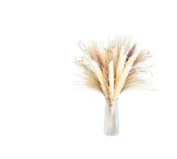 ApuaVireo&Co Ramo Grande de Hierba de la Pampa Seca Natural for decoración de Mesa de Boda, jardín, casa de Campo, Fiesta, etc.(20pcs No Vase)
