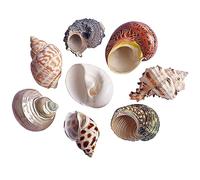 AQCDPJYU Conchas de Cangrejo ermitaño, Conchas Naturales Grandes a Medianas for Suministros de Repuesto, decoración del hogar for peceras(L)