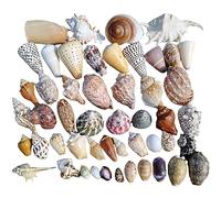 AQCDPJYU Conchas de mar Conchas Marinas de Playa Mixtas de Colores Naturales, Varios tamaños, perfectas for Fiestas temáticas, decoración del hogar, Manualidades, Decoraciones for peceras(D)