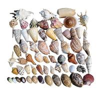 AQCDPJYU Conchas de mar Conchas Marinas de Playa Mixtas de Colores Naturales, Varios tamaños, perfectas for Fiestas temáticas, decoración del hogar, Manualidades, Decoraciones for peceras(E)