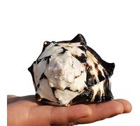 AQCDPJYU Conchas Marinas Naturales, Conchas de Crecimiento de Cangrejo ermitaño Grandes, perfectas for Fiestas temáticas en la Playa, decoración del hogar, Manualidades, pecera(M)