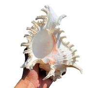 AQCDPJYU Conchas Marinas Naturales, Playa Grande, Perfecta for peceras, decoración de Bodas, Fiestas temáticas, Decoraciones for el hogar, Manualidades DIY(D)