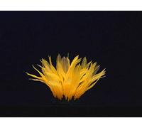 Aqua Lumo Silicio Fluorescente Naranja Helecho Planta