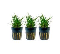 AquaOne Planta de acuario Eriocaulon sp. 'Vietnam' I Planta acuática Planta de acuario, planta de acuario, primer plano, totalmente enraizada, decoración de Aquascaping