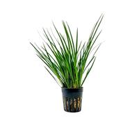 AquaOne Planta de terrario Acorus gramineus I Plantas de paludario vivas selva tropical plantas de terrario totalmente enraizadas sencillas decoración de terrazas