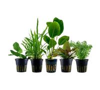 AquaOne Plantas de acuario 5 x plantas acuáticas fáciles de cuidar sin | Las plantas de acuario Anubias Microsorum Cryptocoryne Limnophila Set