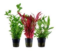 AquaOne Plantas de acuario I 3X plantas acuáticas I fondo plantas de acuario I Alternanthera Hygrophila Bacopa I Set con 3 plantas de fondo