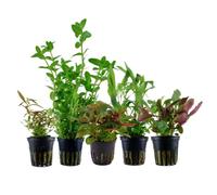 AquaOne Plantas de Acuario I 5X Plantas Acuáticas I Bacopa Hygrophila Ludwigia Limnophila Lobelia I Set con 5 plantas de acuario
