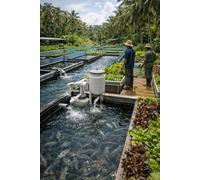 Aquaponics Fish Farming in Tropical Climates (Tropical smallholding farming)