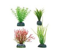 Aquatic plants planta acuario acoru amazona y chara