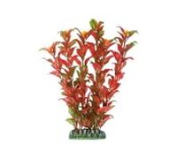 Aquatic plants planta acuario alternanthera 22 cm