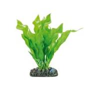 Aquatic plants planta acuario aponogeton crispus 13.5 cm