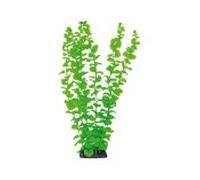 Aquatic plants planta acuario bacopa 38 cm