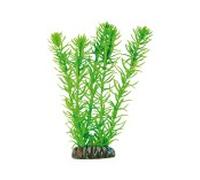 Aquatic plants planta acuario egeria 20 cm