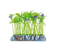 Aquatic plants planta acuario salvacrías dracaena 7 cm
