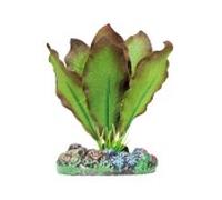 Aquatic plants planta acuario seda anubias bronceada 7 cm