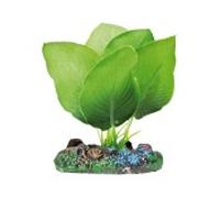 Aquatic plants planta acuario seda anubias verde 7 cm
