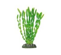 Aquatic plants planta acuario vallisneria 21.50 cm