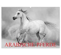 Arabische Pferde (Wandkalender 2026 DIN A2 quer), CALVENDO Monatskalender: Die edlen Pferde des Orients