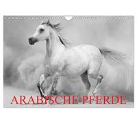 Arabische Pferde (Wandkalender 2026 DIN A4 quer), CALVENDO Monatskalender: Die edlen Pferde des Orients