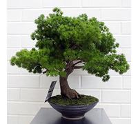 Árbol bonsái