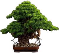 Árbol Bonsái Artificial De 50x62cm - Pino De Estilo Chino para Sala De Estar, Porche, Decoración Zen, Planta De Mesa, Estudio Y Decoración del Hogar.