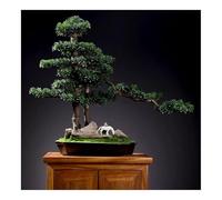 Árbol bonsái artificial, decoración grande de plantas falsas con maceta de cerámica para el hogar, oficina, escritorio, dormitorio y sala de estar